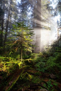Yağmur Ormanındaki Güneş Işıklarının Rüya Manzarası