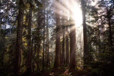 Yağmur Ormanındaki Güneş Işıklarının Rüya Manzarası