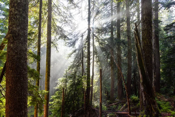 Vista de ensueño de los rayos del sol en un bosque lluvioso — Foto de Stock