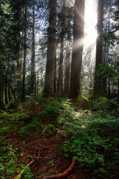 Vista de ensueño de los rayos del sol en un bosque lluvioso — Foto de Stock