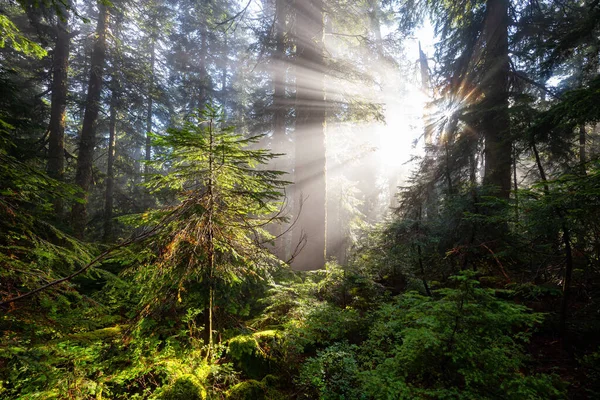 Vue rêveuse des rayons du soleil dans une forêt tropicale — Photo