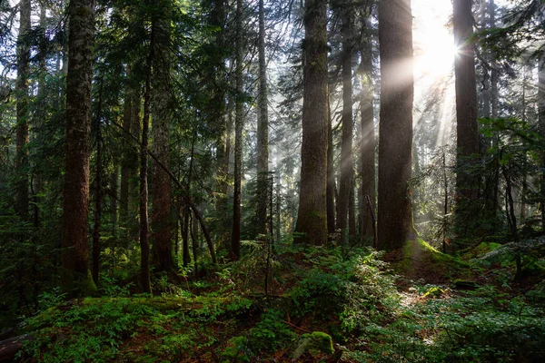 열 대 우림에서의 태양 광선의 꿈꾸는 전망 — 스톡 사진