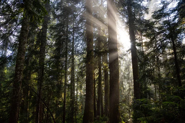 Vista de ensueño de los rayos del sol en un bosque lluvioso — Foto de Stock