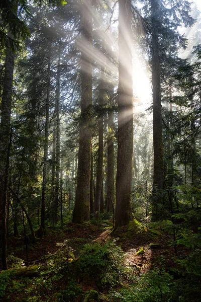 Vista de ensueño de los rayos del sol en un bosque lluvioso — Foto de Stock