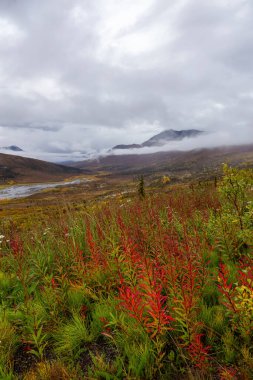 Vahşi çiçeklerin, ağaçların ve dağların güzel manzarası