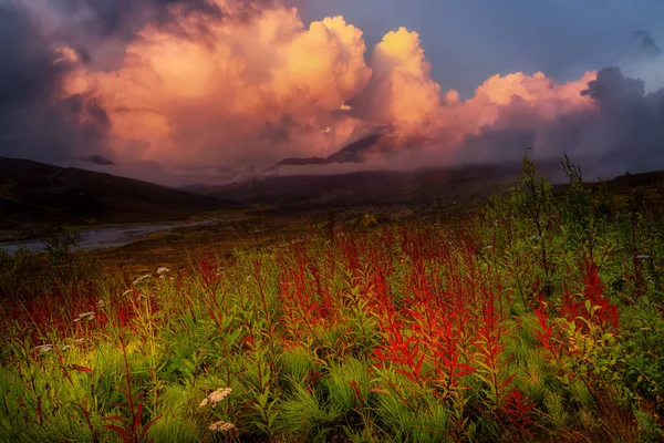 Bela vista de flores selvagens, árvores e montanhas — Fotografia de Stock