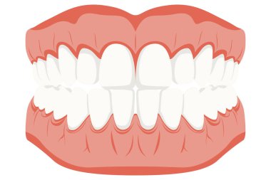 Complete human dental anatomy illustration showing the full set of teeth in detailed structure. The upper and lower teeth are clearly displayed and isolated on  white background, ideal for educational