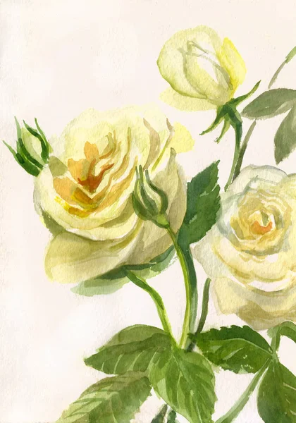 Watercolor painting of yellow roses branch blossom. Handmade.