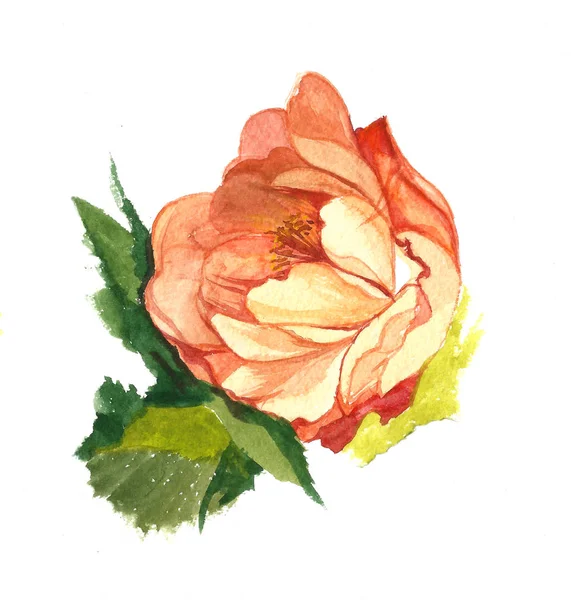 Watercolor Painting Single Red Rose White Background Handmade Drawing — Stock Photo, Image