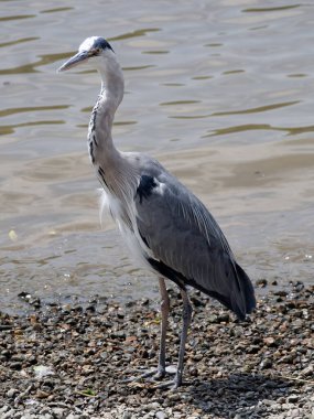 Nehir kıyısındaki Grey Heron (Ardea cinerea)