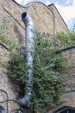 Londra, İngiltere - 08 Temmuz 2018: Duvarında Buda çalısı büyüyen eski bir duvarda havalandırma borusu