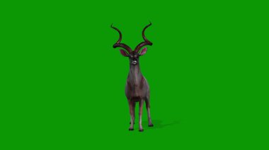 Yeşil Ekran 3D Kudu Animasyonu Boş Sahne Ön-Vahşi Hayatı Yapılandırıyor