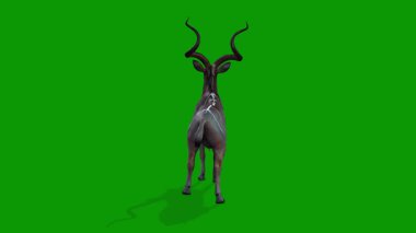 Yeşil Ekran 3D Kudu Animasyonu Vahşi Yaşam 'dan Boş Sahne