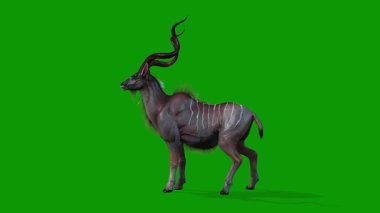 Yeşil Ekran 3 Boyutlu Kudu Animasyonu Sol-Vahşi Yaşam 'dan Boş Görüntü