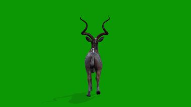 Yeşil Ekran 3D Kudu Animasyon Yürüyen Vahşi Yaşam Canlandırması
