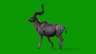 Yeşil Ekran 3D Kudu Yürüyen Vahşi Yaşam Canlandırması