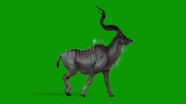 Yeşil Ekran 3D Kudu Animasyon Yürüyen Sağ-Vahşi Yaşam Canlandırması