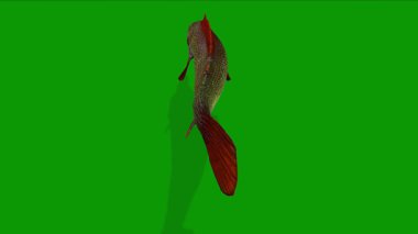 Yeşil Ekran Pike Balığı Arka Tarafta Yüzüyor 3B Canlandırma