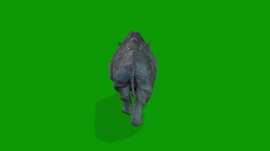 Arka Taraftan Yeşil Ekranda Yürüyen 3D Gergedan Animasyonu