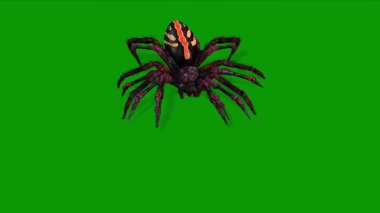 Gerçekçi 3D Güzel Örümcek Animasyon Saldırısı Sahne Önü
