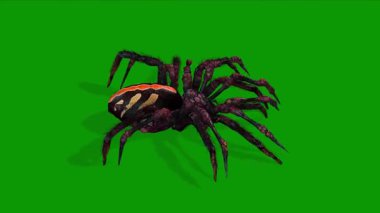 Gerçekçi 3D Güzel Örümcek Animasyon Sağında Yürüyor
