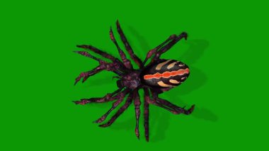 Gerçekçi 3D Güzel Örümcek Gökyüzünden Yürüyen Görüntü