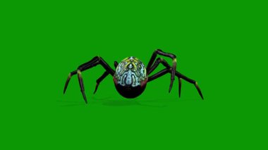 3 Boyutlu Gerçekçi Örümcek Koşusu Yeşil Ekranda Arka Tarafı Hızlandıran Canlandırma
