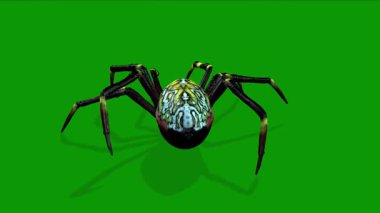 3 Boyutlu Gerçekçi Örümcek Yeşil Ekranda Arka Tarafta Yürüyor Canlandırması