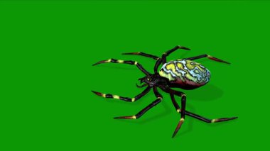Gerçekçi Örümcek Ölüm Sahnesi 3 boyutlu Canlandırma Yeşil Ekranda
