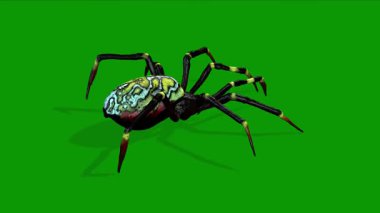 3 Boyutlu Gerçekçi Örümcek Yeşil Ekranda Sağ Tarafta Yürüyor Canlandırması