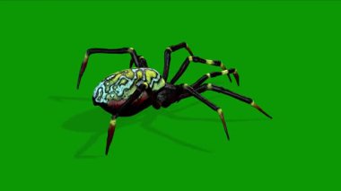 3 Boyutlu Gerçekçi Örümcek Yeşil Ekranda Sağ Tarafta Yürüyor Canlandırması