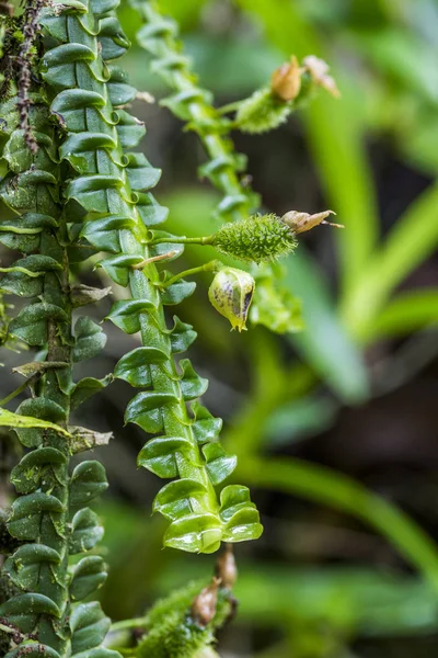 Részlet Trópusi Zöld Orchidea Serrinha Alambari Ökológiai Tartalék Atlanti Esőerdő — Stock Fotó