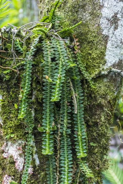 详细的热带绿兰花 Serrinha Alambari 的生态保护区在大西洋雨林的塞拉大 Mantiqueira 里约热内卢 — 图库照片