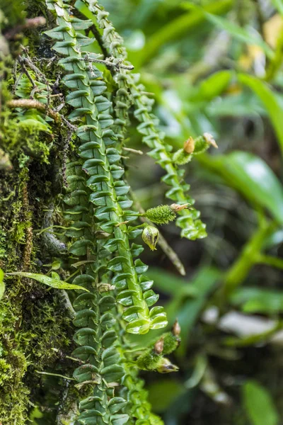 详细的热带绿兰花 Serrinha Alambari 的生态保护区在大西洋雨林的塞拉大 Mantiqueira 里约热内卢 — 图库照片