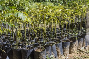 Çevre ağaçlandırma projesi, Rio de Janeiro yakınlarına Guapiacu, Brezilya kırsal kesimde Atlantik Rainforest ekolojik rezerv için fide