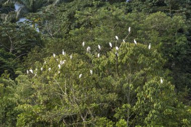 Snowy sorguçlar (Egretta thula) ile güzel günbatımı tabiat manzarası iç içe geçirme göl kenarındaki ağaçlar, Rio de Janeiro yakınlarına Guapiacu, Brezilya kırsal kesimde Atlantik Rainforest ekolojik rezerv