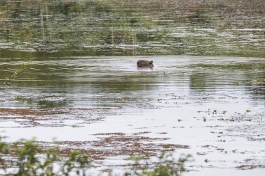 Capibara (Hydrochoerus hydrochaeris) kemirgen yüzme vahşi doğal manzara ile güzel göl, Rio de Janeiro yakınlarına Guapiacu, Brezilya kırsal kesimde Atlantik Rainforest ekolojik rezerv