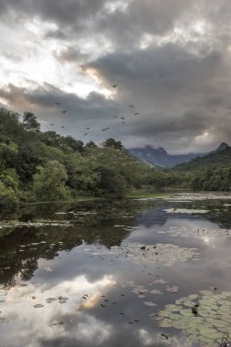 Güzel gün batımı tabiat manzarası ile karlı Gölü, Rio de Janeiro yakınlarına Guapiacu, Brezilya kırsal kesimde Atlantik Rainforest ekolojik rezerv üzerinde uçan sorguçlar (Egretta thula)
