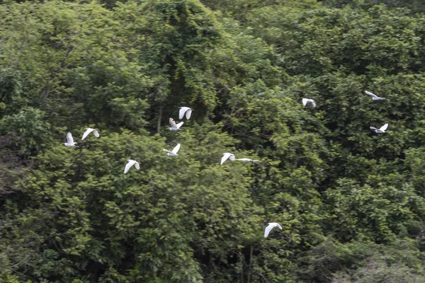 Beautiful Landscape Snowy Egrets Egretta Thula Flying Atlantic Rainforest Ecological — Stock Photo, Image
