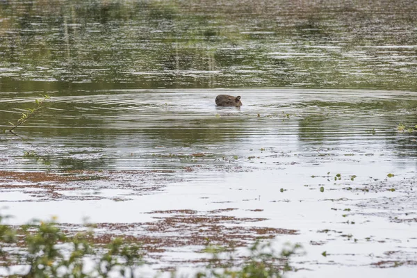 Capybara Hydrochoerus Hydrochaeris Rongeur Nageant Sur Magnifique Lac Paysage Naturel — Photo