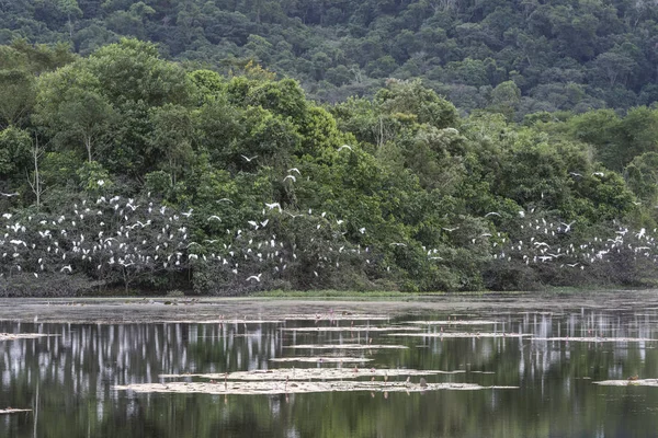 Bela Paisagem Selvagem Por Sol Com Egrets Nevados Egretta Thula — Fotografia de Stock