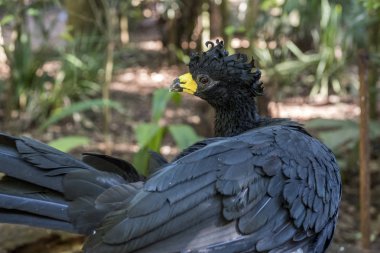 Çıplak yüzlü Curassow kuşlar Park Foz do Iguacu, Parana devlet, Güney Brezilya