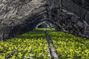 Ağaçlandırma projesi biyolojik sığınak Bela Vista, Parana devlet, Güney Brezilya için fidan