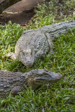 Timsahlar kuşlar Park Foz do Iguacu, Parana devlet, Güney Brezilya