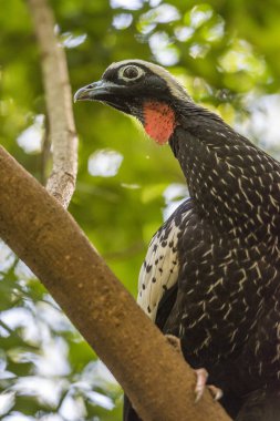 Close view of Black-fronted Piping-Guan in Birds Park in Foz do Iguacu, Parana State, South Brazil clipart