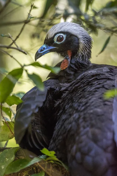 Vista Vicino Black Fronted Piping Guan Nel Parco Degli Uccelli — Foto Stock