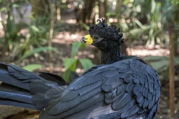 Iguacu 巴拉那州州 巴西南部的大扶持鸟公园裸脸的 — 图库照片