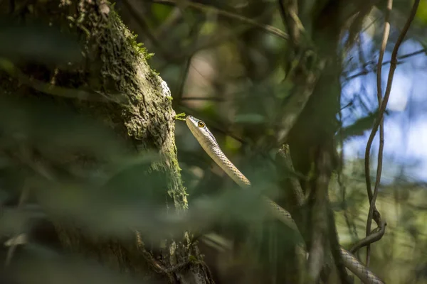 Δείτε Από Μικρό Πράσινο Φίδι Στη Ζούγκλα Τροπικό Δάσος Του — Φωτογραφία Αρχείου