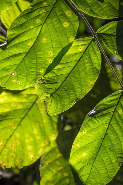Вид Зеленые Листья Биологическом Заповеднике Бела Виста Штат Парана Южная — стоковое фото