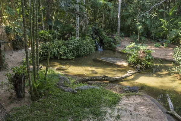 Alligators Birds Park Foz Iguacu Parana State South Brazil — Stock Photo, Image